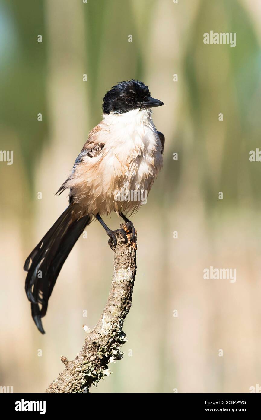 Cyanopica cyanus. The azure-winged magpie is a relatively slender bird of medium size, long tail and very fast flight of wings. Stock Photo