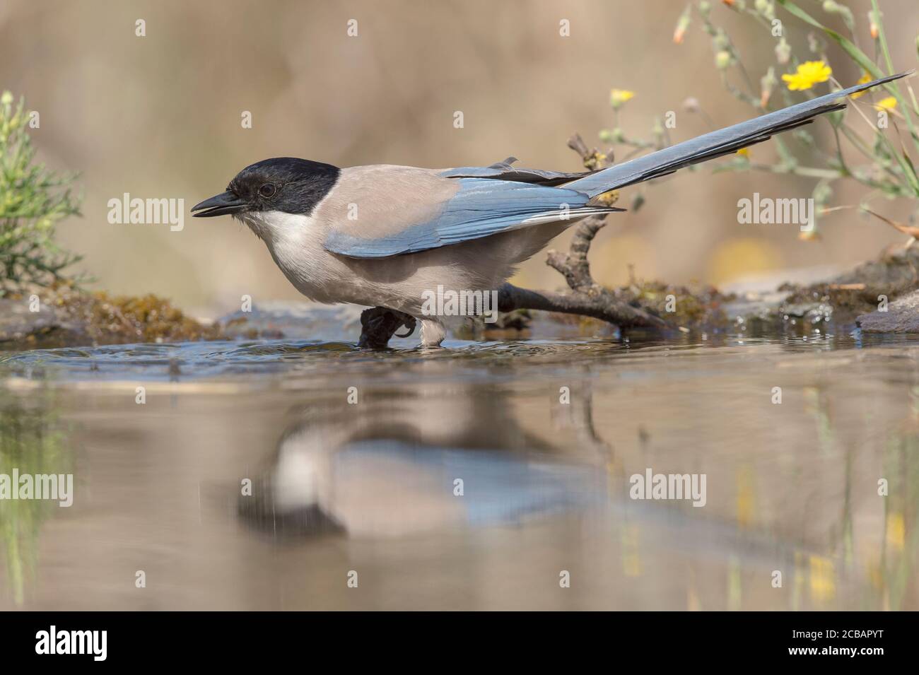 Cyanopica cyanus. The azure-winged magpie is a relatively slender bird of medium size, long tail and very fast flight of wings. Stock Photo