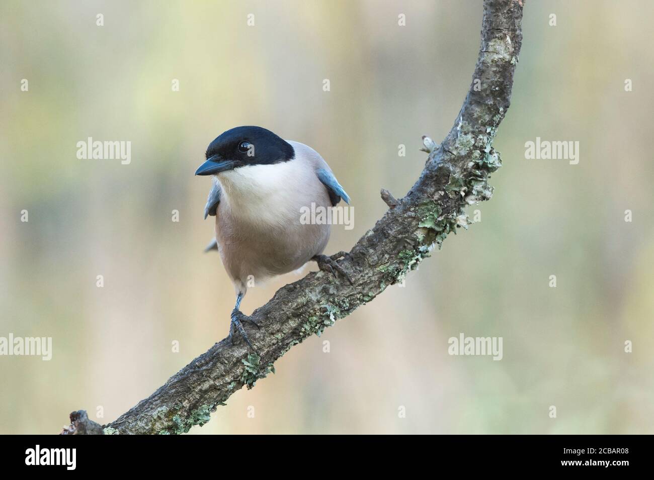 Cyanopica cyanus. The azure-winged magpie is a relatively slender bird of medium size, long tail and very fast flight of wings. Stock Photo