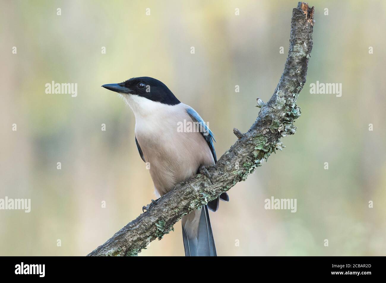 Cyanopica cyanus. The azure-winged magpie is a relatively slender bird of medium size, long tail and very fast flight of wings. Stock Photo