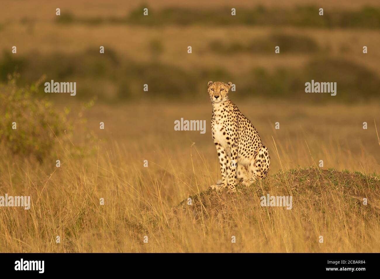 Adult cheetah sitting upright on a mound watching the sunset in Masai Mara Kenya Stock Photo