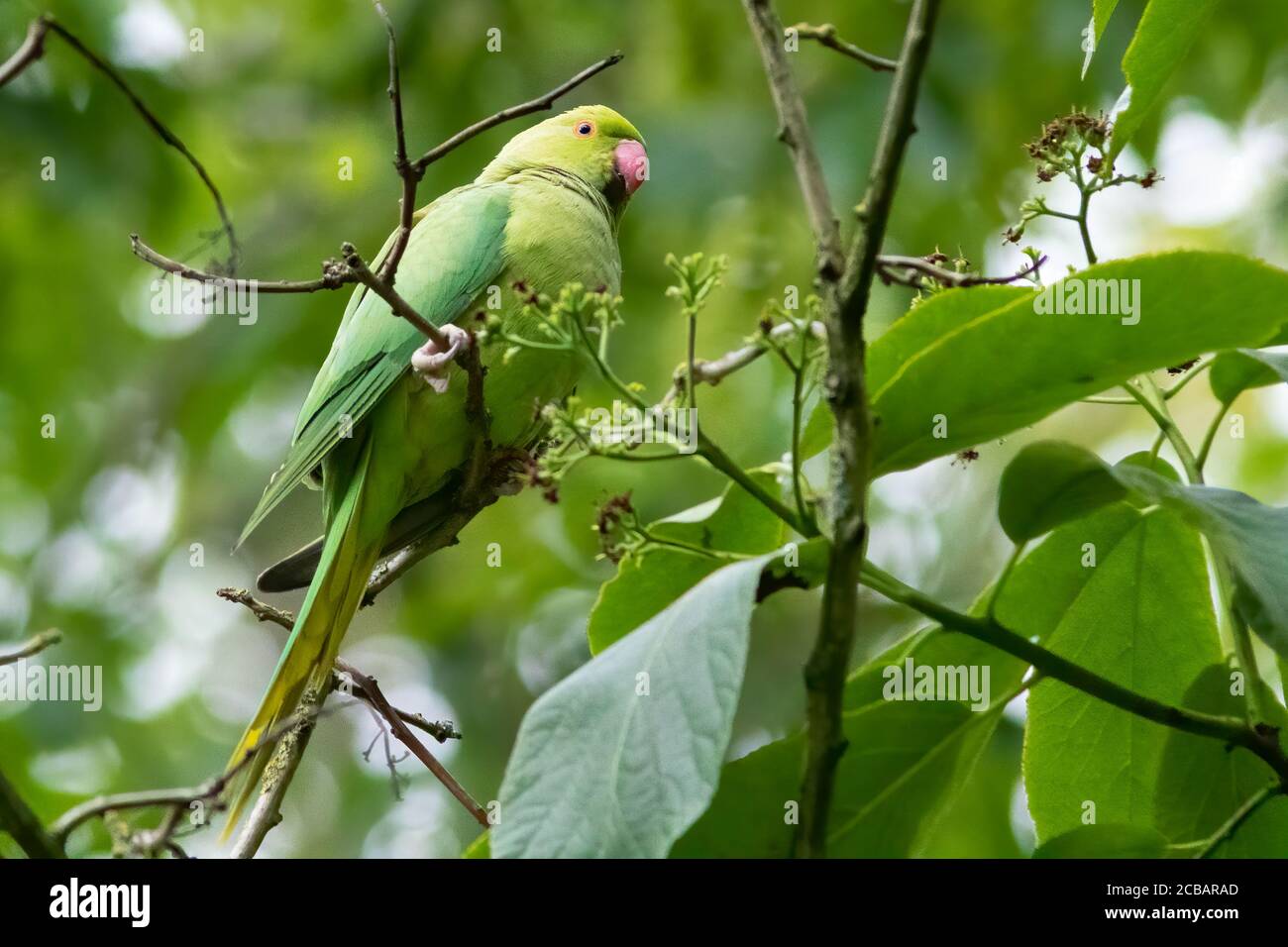 beautiful wild green parakeet bird on tree branch and green leaves Stock Photo