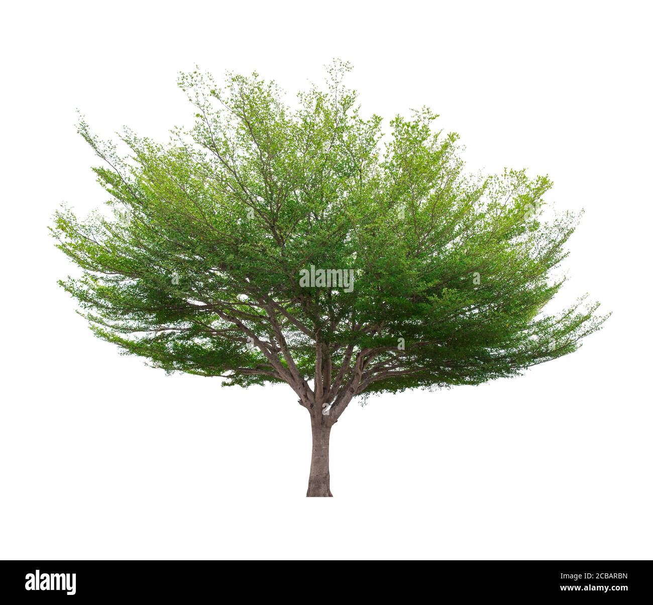 Beautiful green tree isolated on white background Stock Photo - Alamy