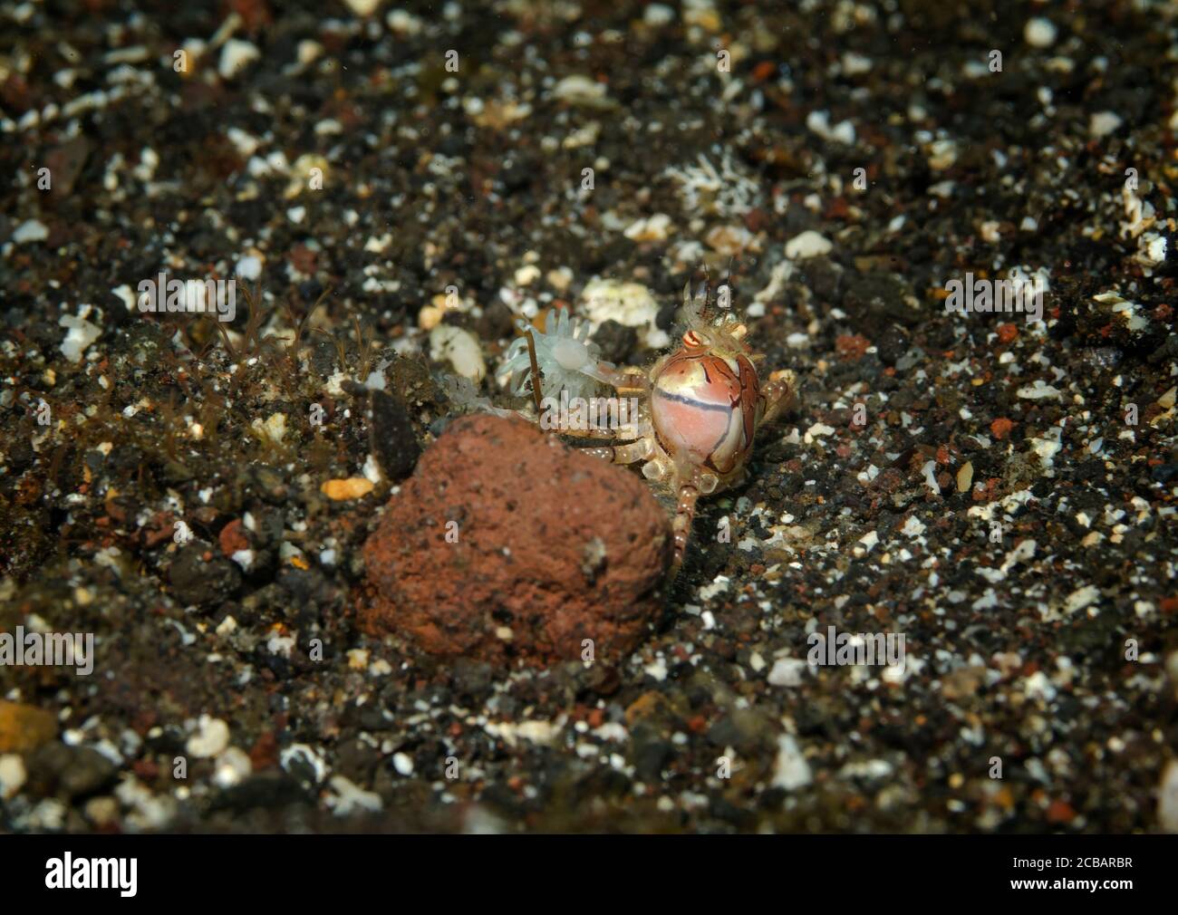 Boxer crab, Lybia tesselata, with defensive anemones attached her arms, hiding behind a stone on volcanic sand beach, Tulamben, Bali, Indonesia Stock Photo