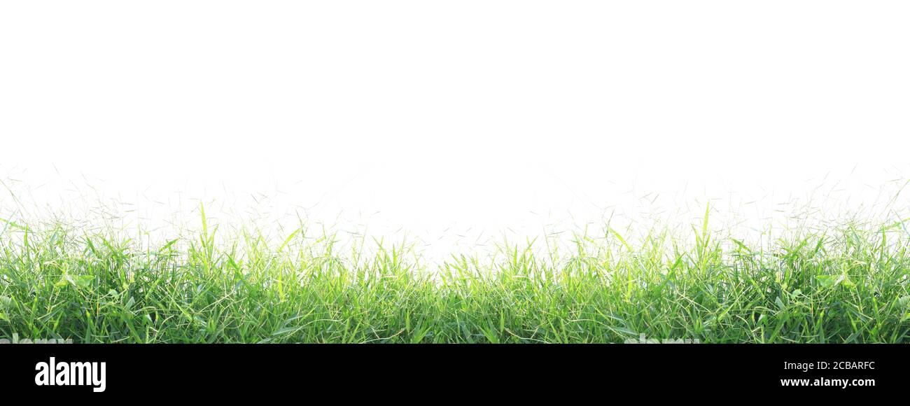 Green grass isolated on white background Stock Photo - Alamy