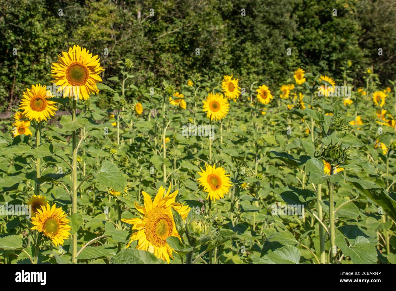 beautiful exotic flowers on a summers day Stock Photo - Alamy