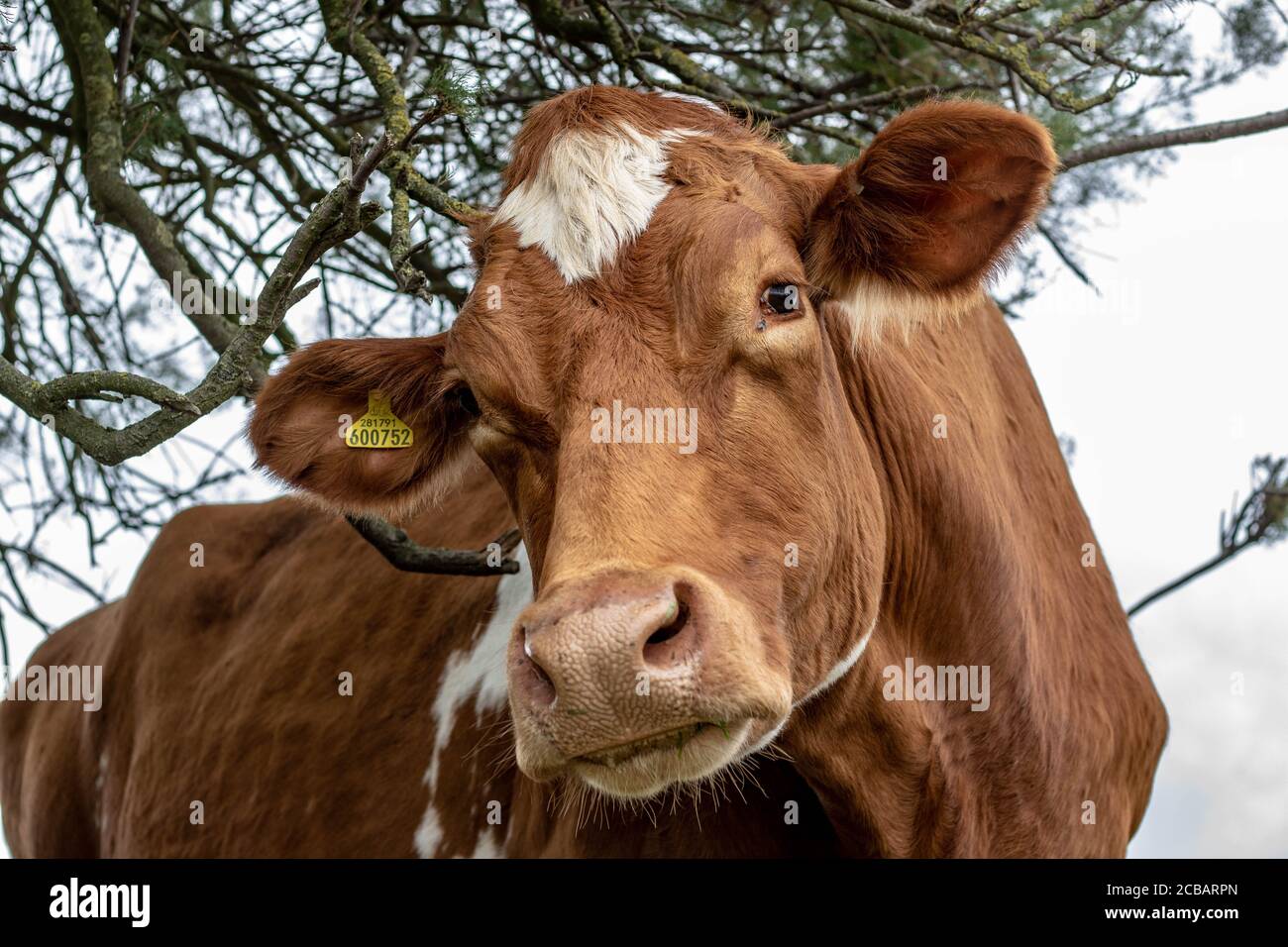 cow scratching her head on a branch Stock Photo