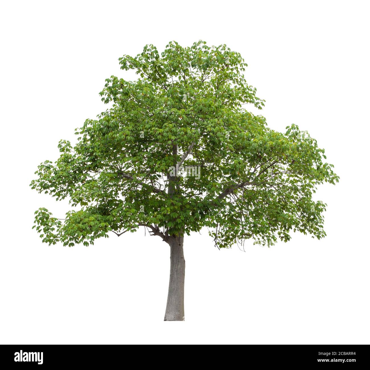 Beautiful green tree isolated on white background Stock Photo - Alamy