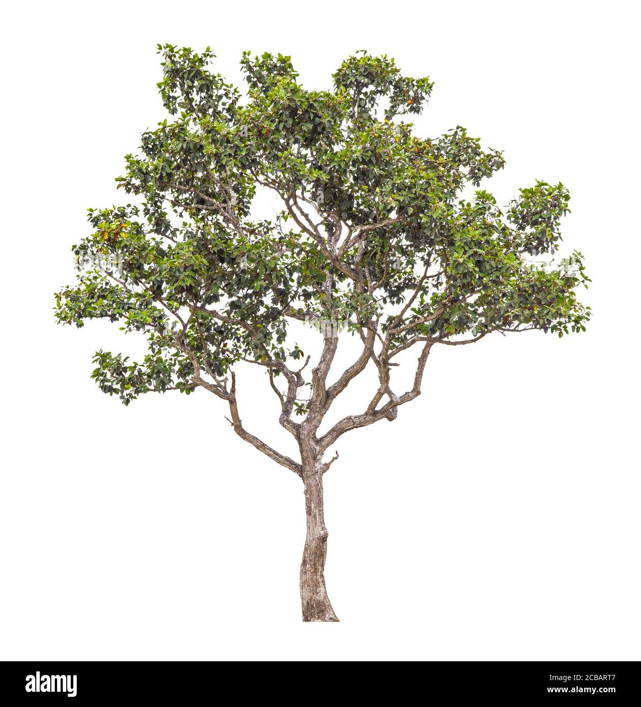 Beautiful green tree isolated on white background Stock Photo - Alamy