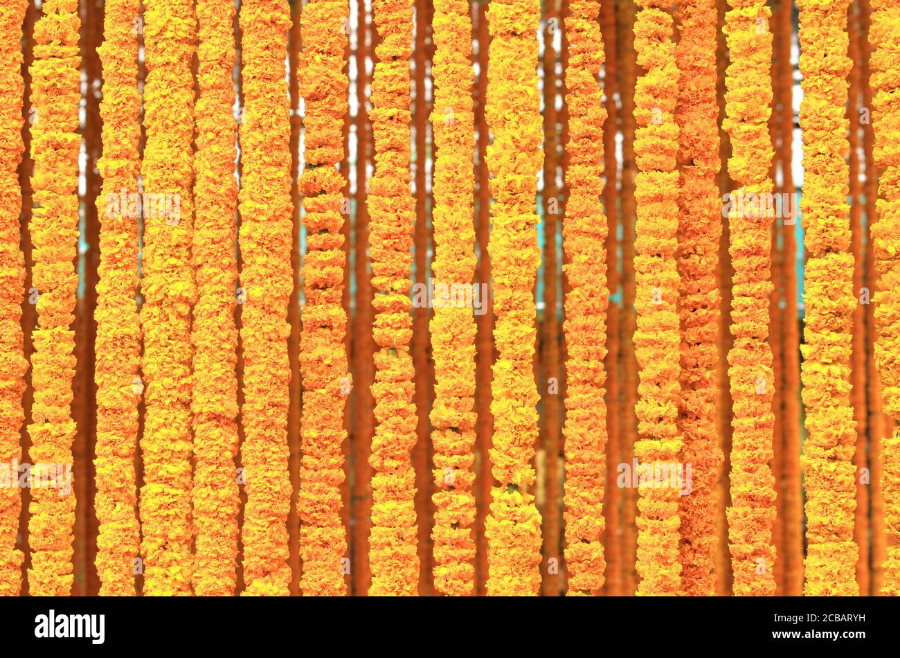Yellow marigold flower background Stock Photo - Alamy