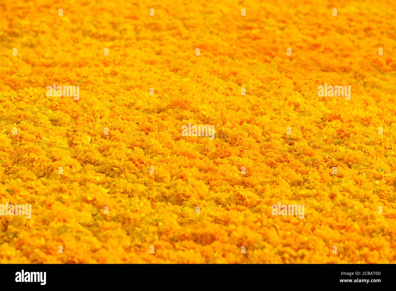 Marigold flower background Stock Photo - Alamy