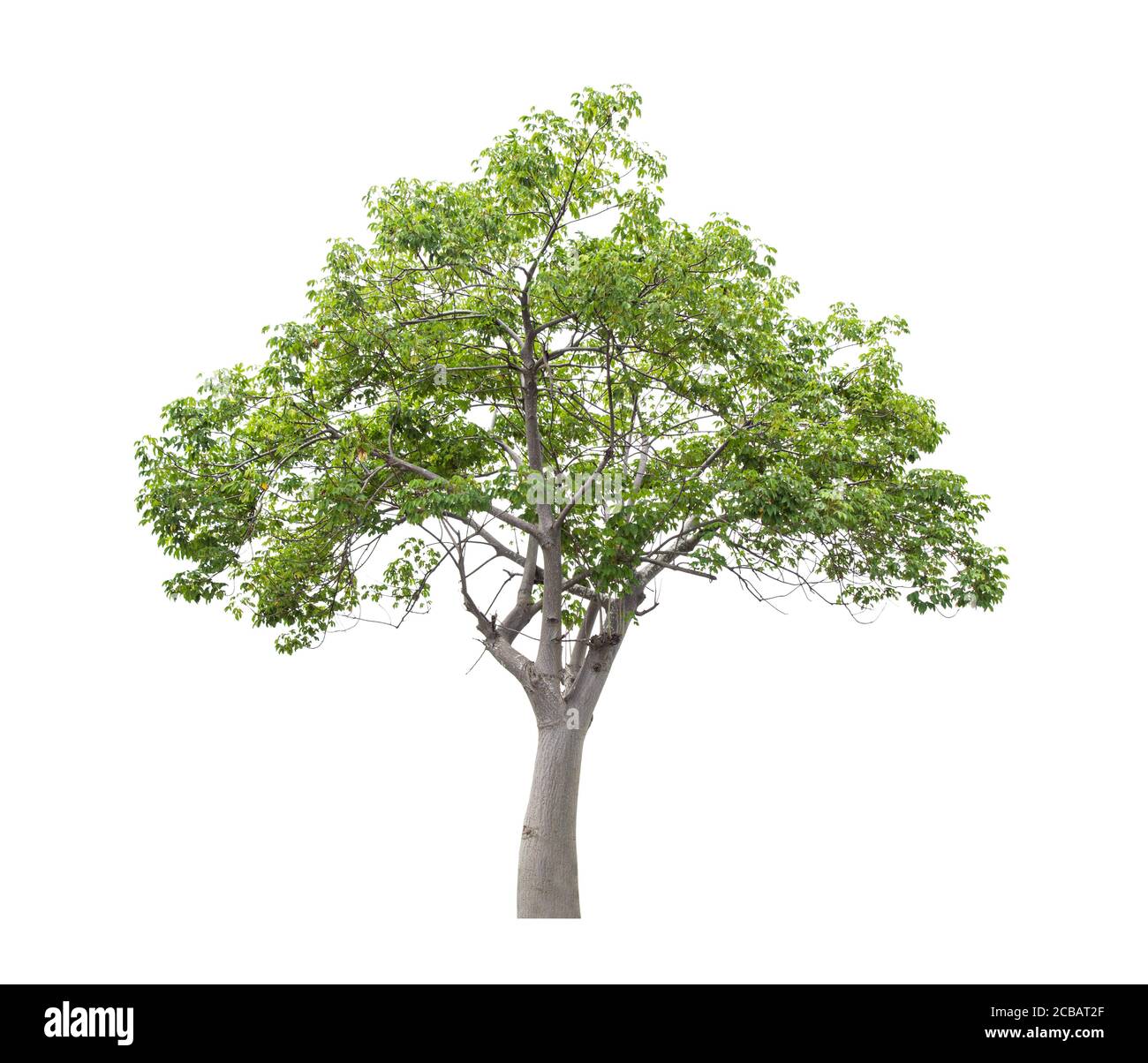 Beautiful green tree isolated on white background Stock Photo - Alamy