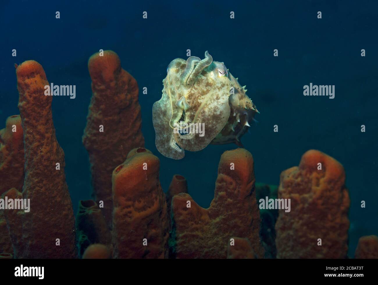 Broadclub cuttlefish, Sepia latimanus, hidding behind sponge, Tulamben, Bali, Indonesia Stock Photo