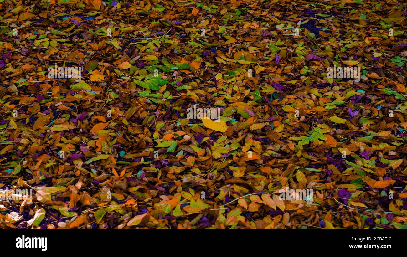 Autumn leaves fallen on the ground Stock Photo - Alamy