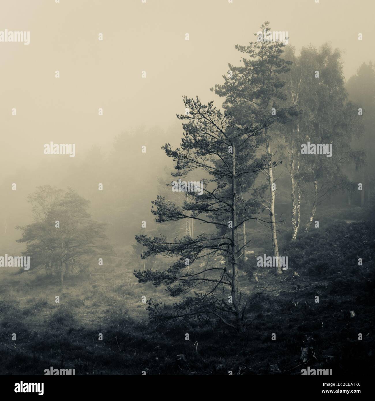 Black and white misty trees hires stock photography and images Alamy