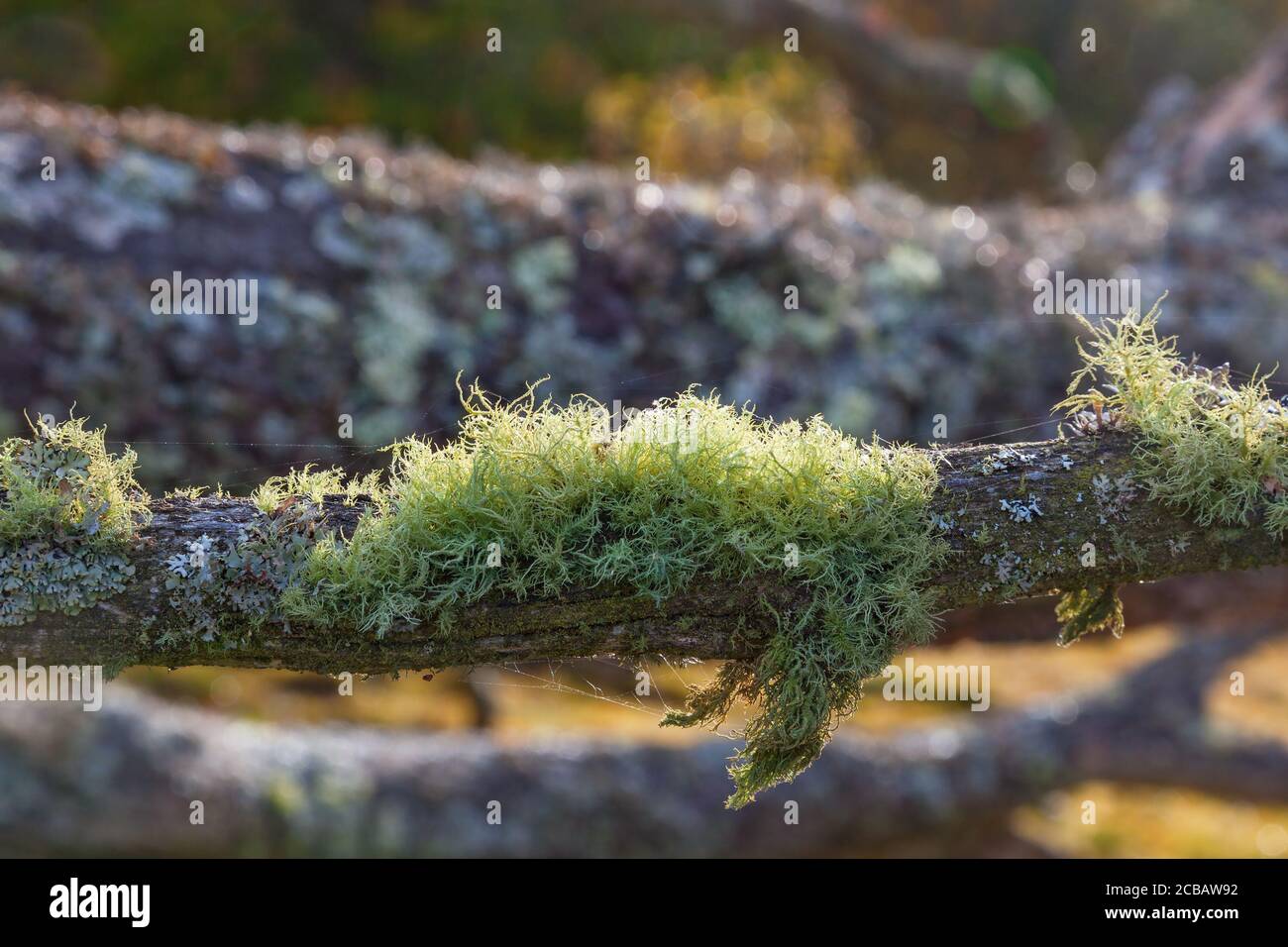 Mossy log with moss and lichens Stock Photo