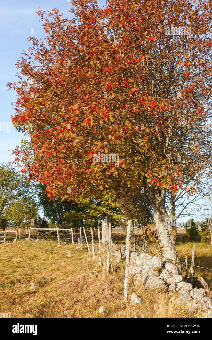 Rowan Trees with autumn colors at a fence Stock Photo