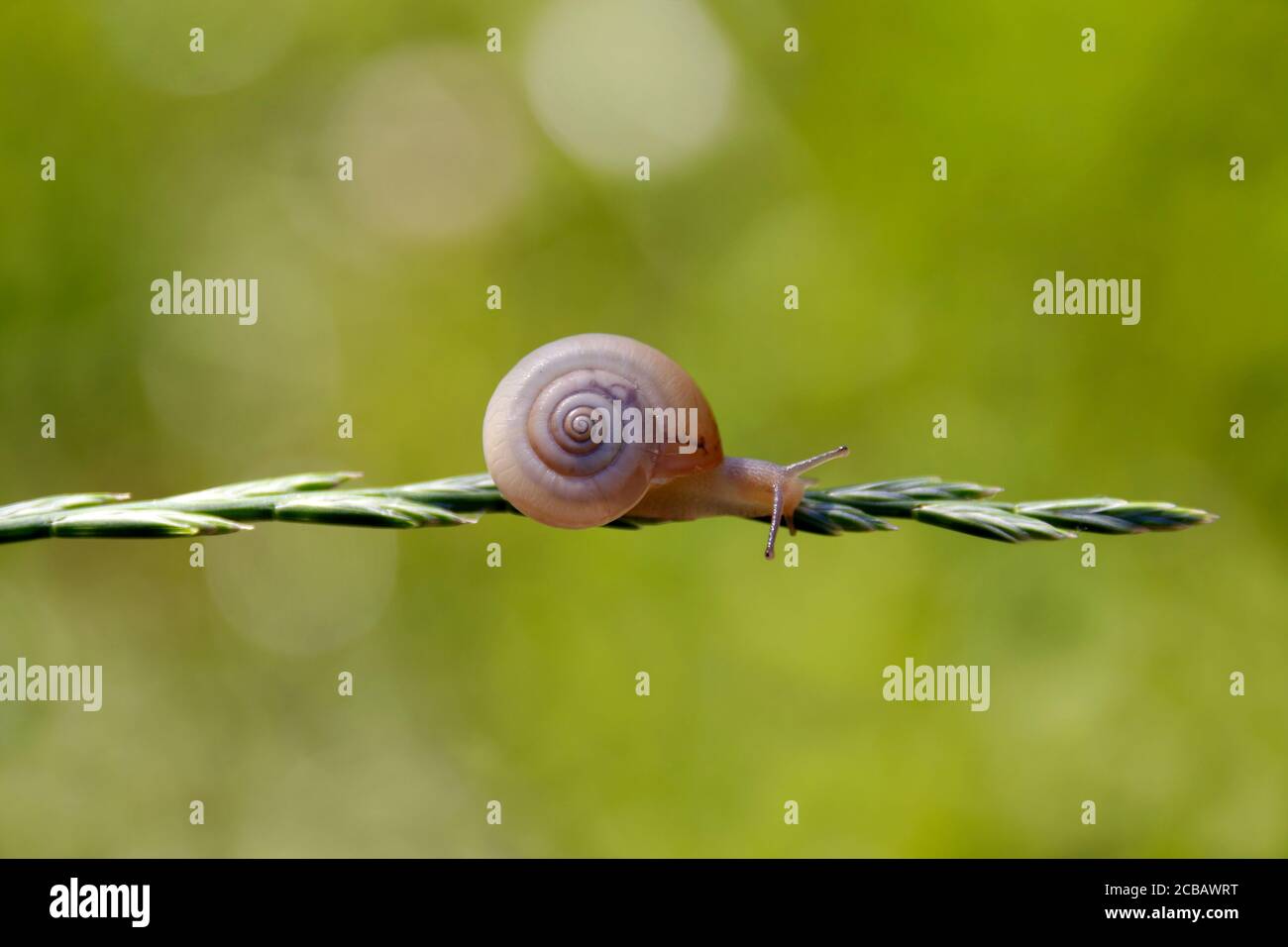 Snail crawls on a blade of grass Stock Photo