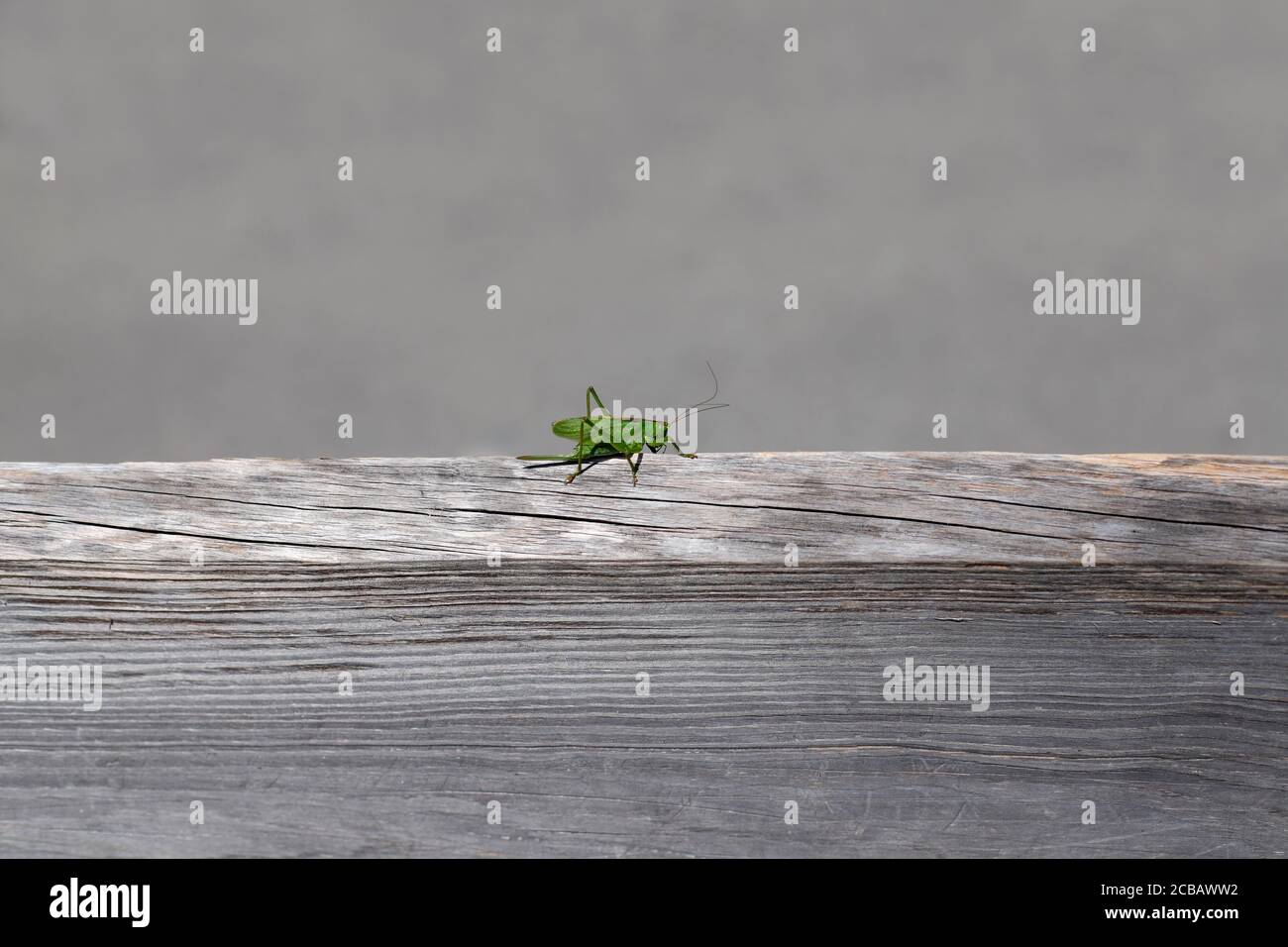 Grasshopper sits on a wooden board Stock Photo
