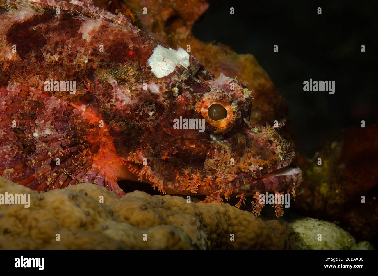 Close up of Tassled Scorpionfish, Scorpaenopsis oxycephalus, Tulamben, Bali, Indian Ocean, Indonesia Stock Photo