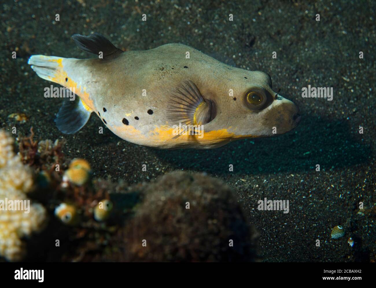 Black spotted puffer fish hi-res stock photography and images - Alamy