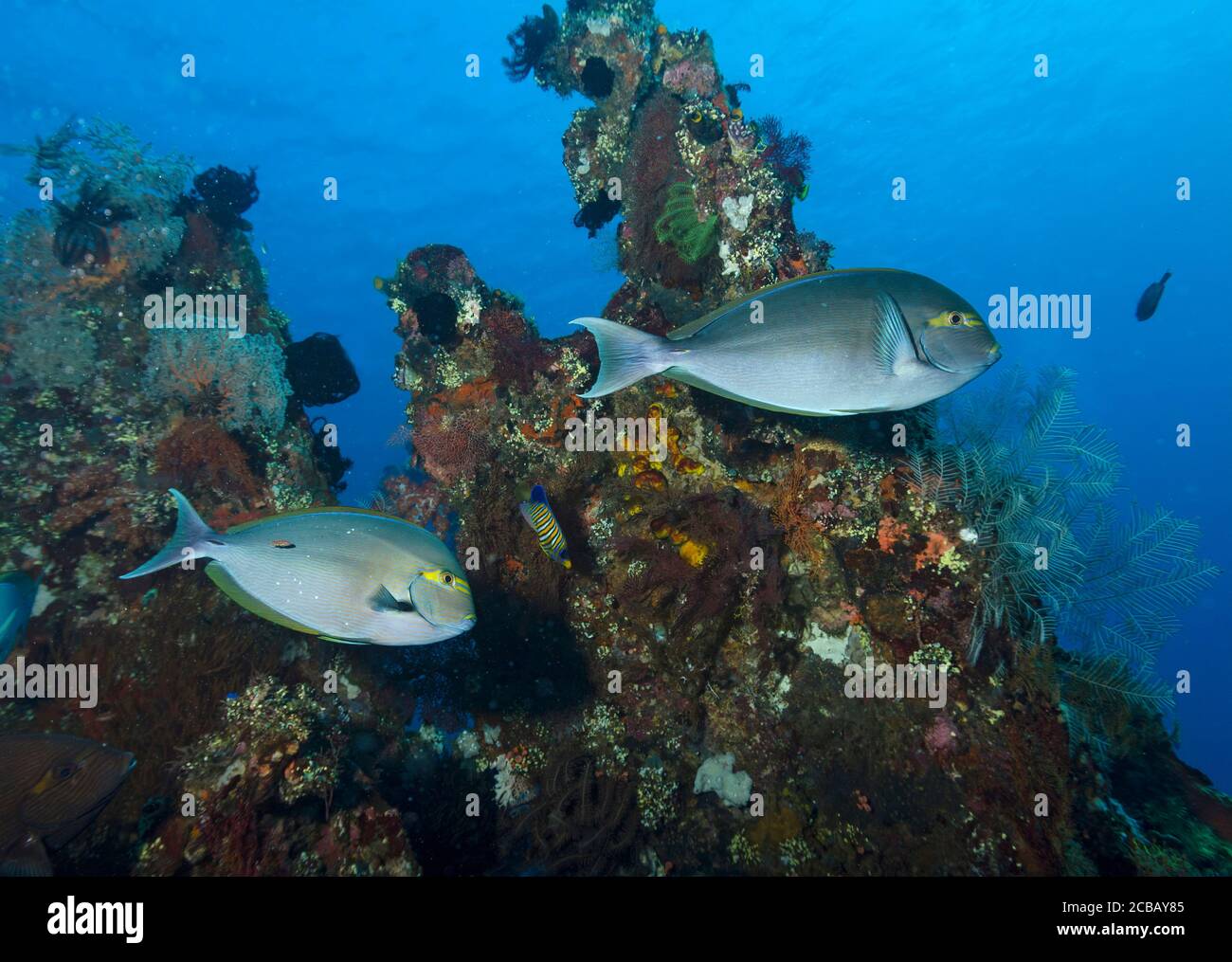 Yellowfin Surgeonfish, Acanthurus xanthopterus, on Liberty wreck, Tulamben, Bali Stock Photo