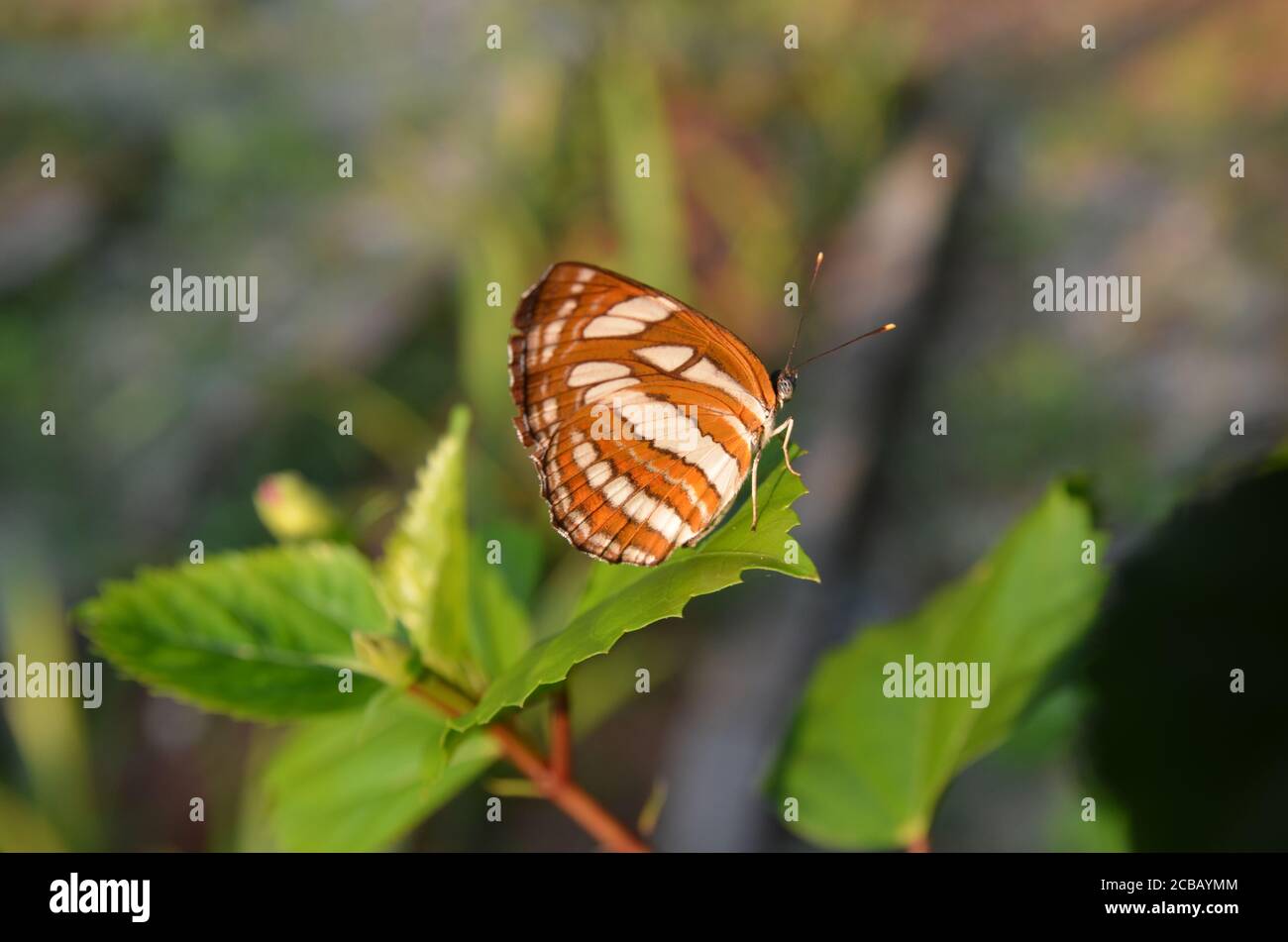 beautiful wings of butterfly Stock Photo - Alamy