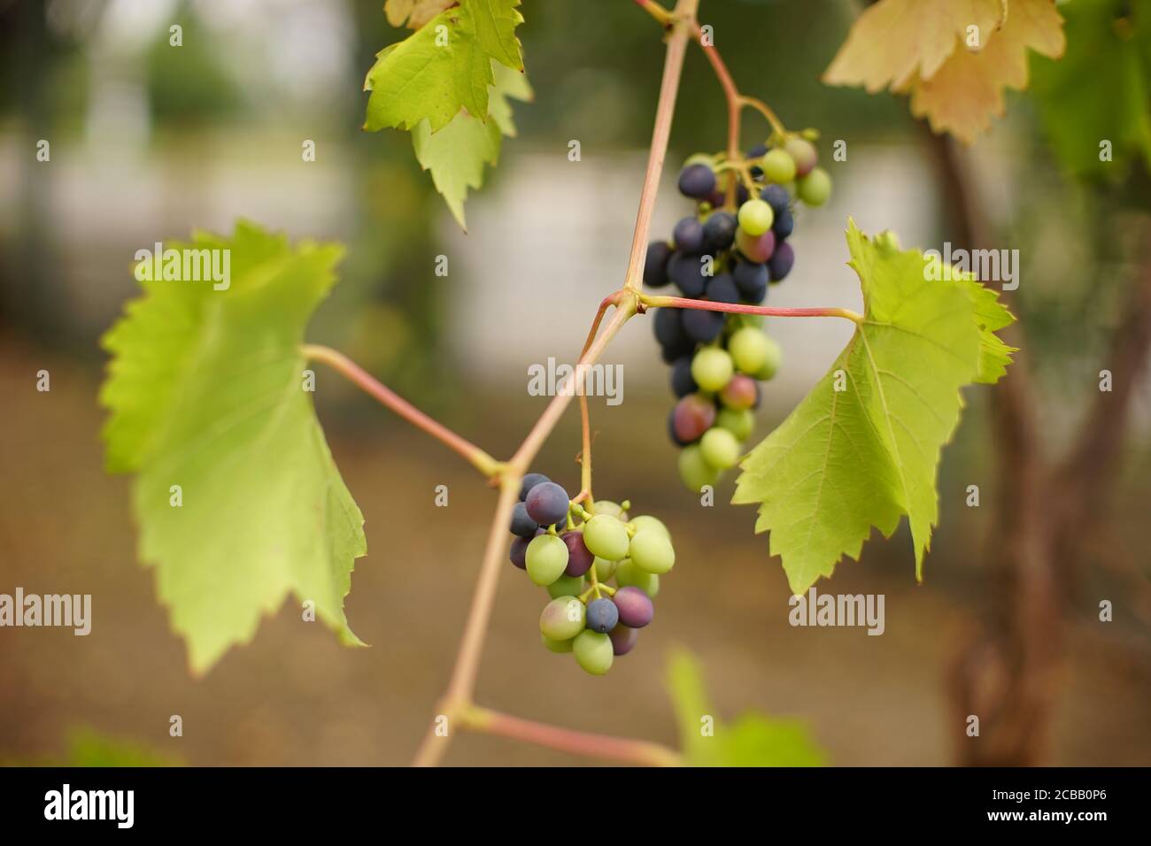 Grape Growing Ripe ripening grapes grow in the summer garden Stock Photo - Alamy