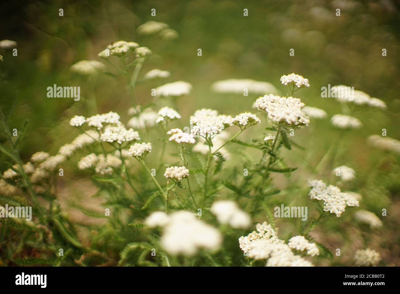 Yarrow with white flowers grow in the garden Stock Photo