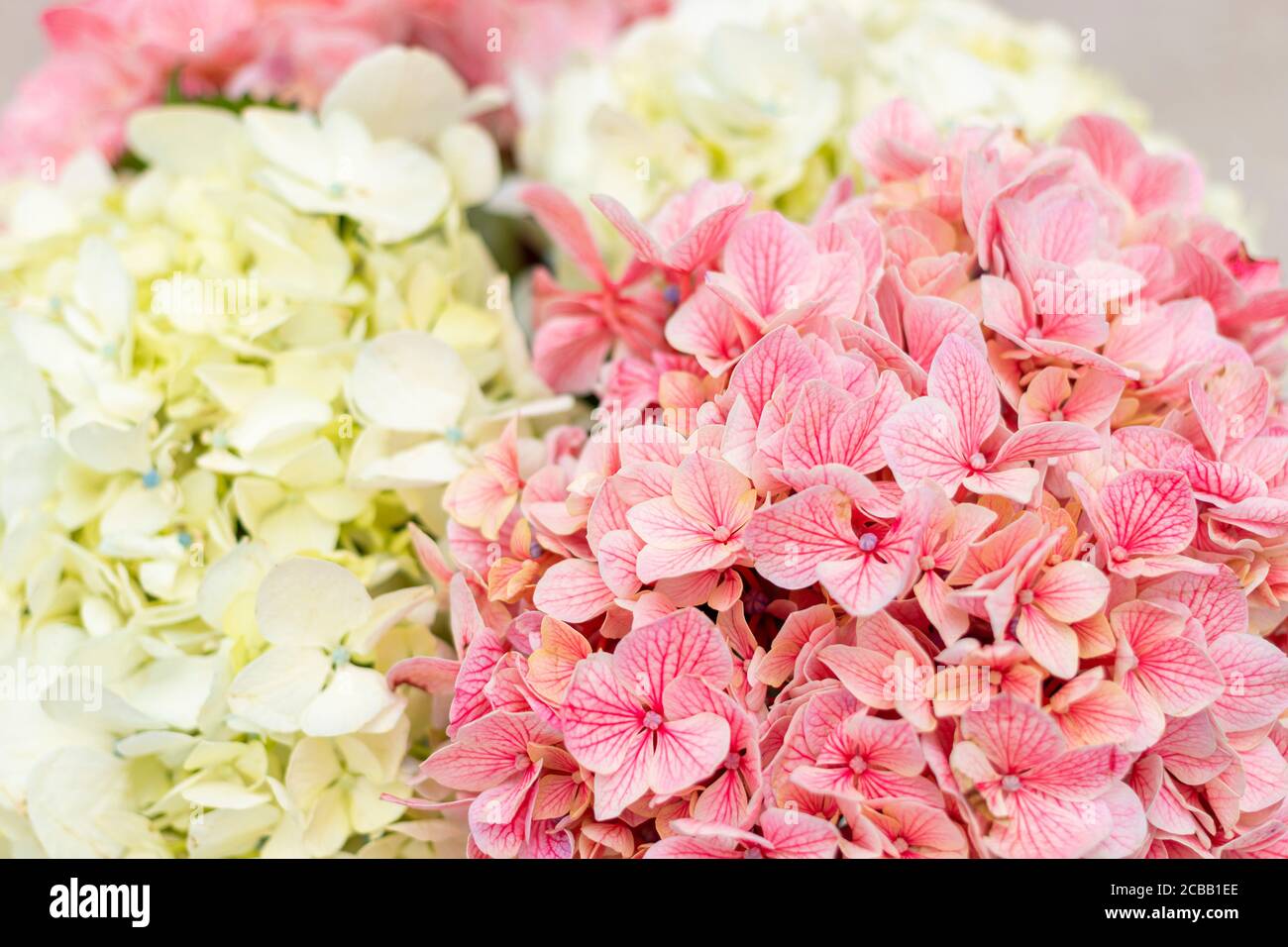 Picture of Hydrangea flower arrangement in a nice living room Stock Photo - Alamy