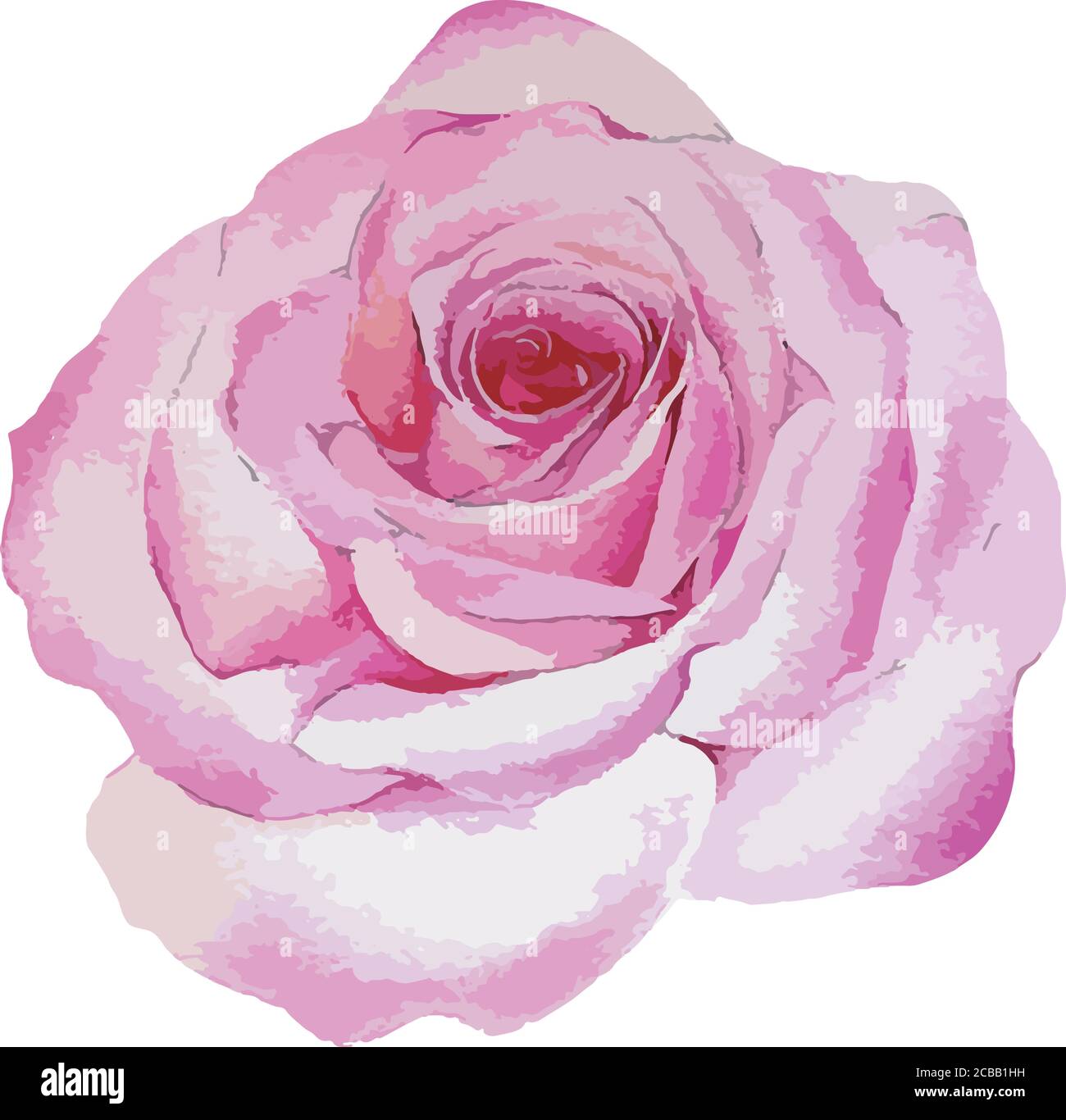 Vector illustration of rose watercolor Stock Vector