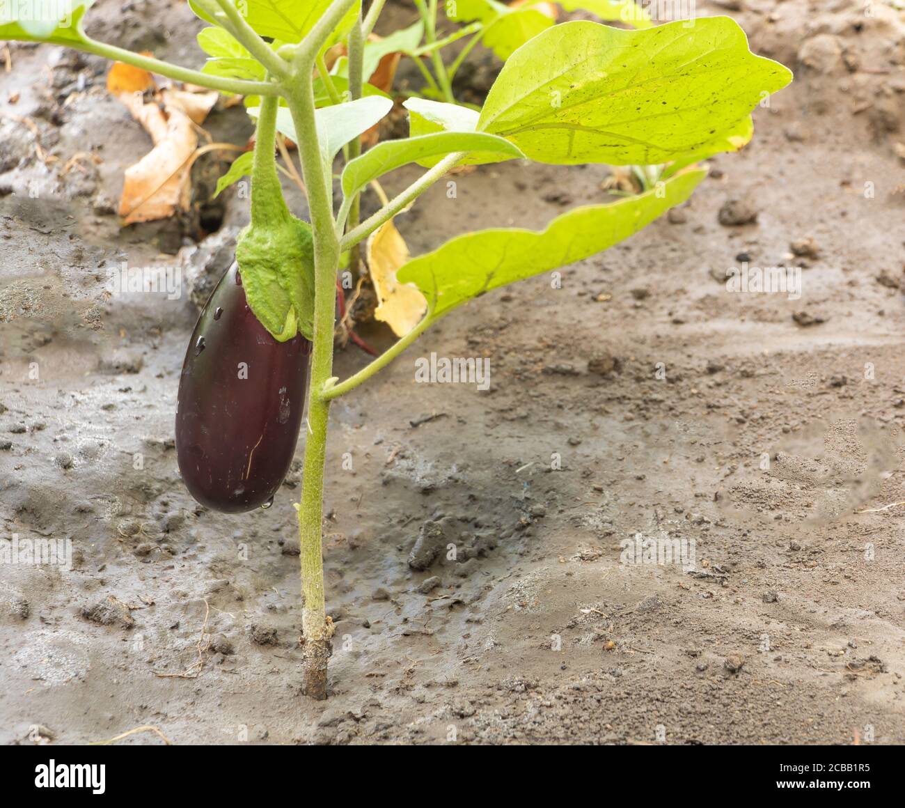 Cultivating eggplant in the garden. Began to bear fruit Stock Photo Alamy