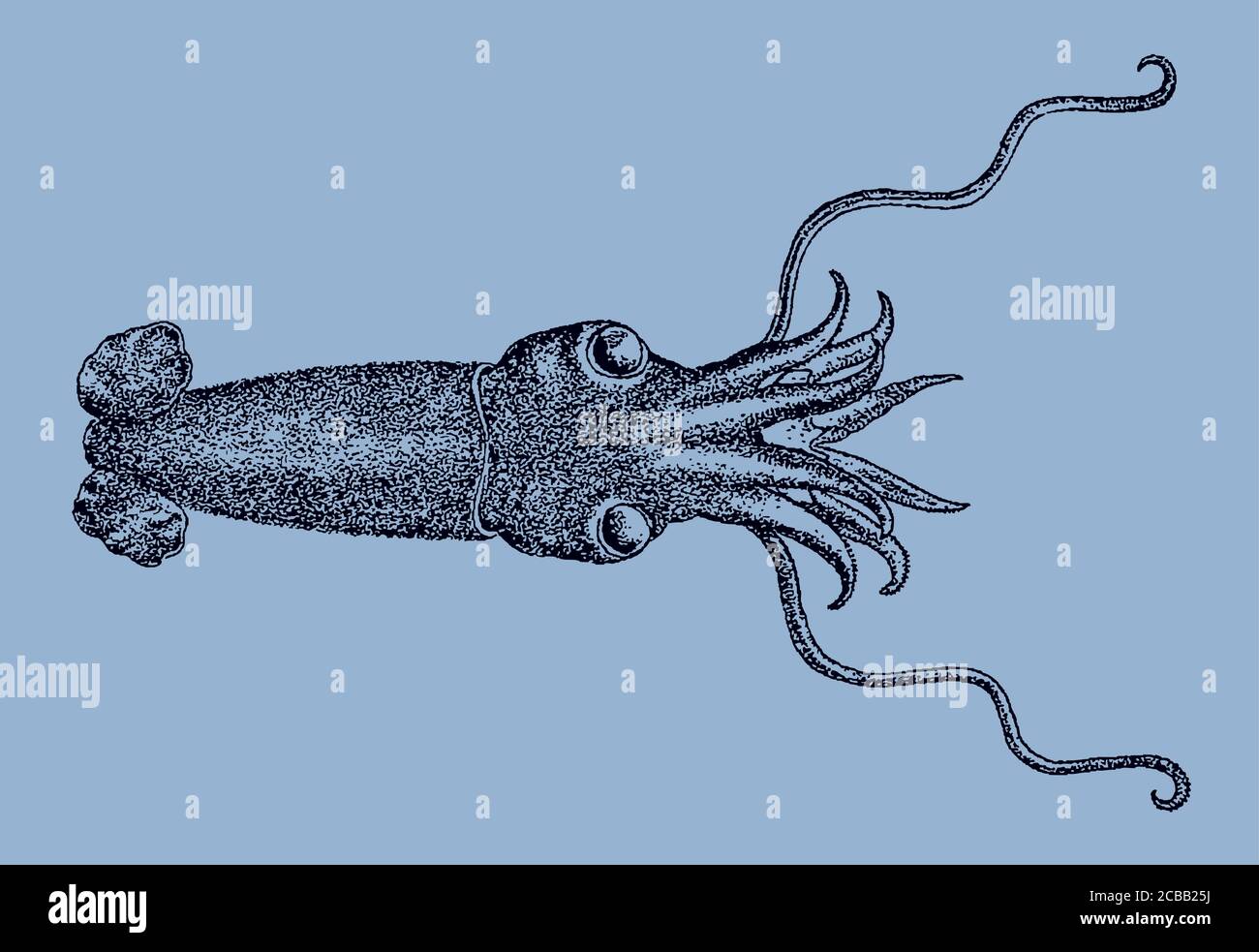 Deepsea squid, bathyteuthis abyssicola distributed in all oceans of the world in top view, after an antique illustration from 19c. Editable in layers Stock Vector