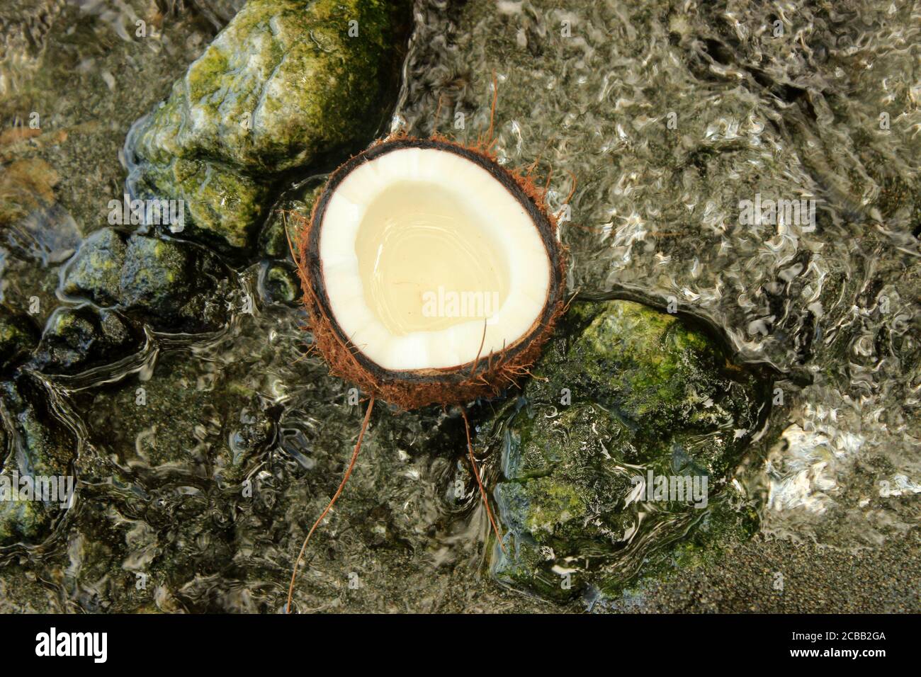 Coconut nuts opened with milk inside on natural rocks Stock Photo