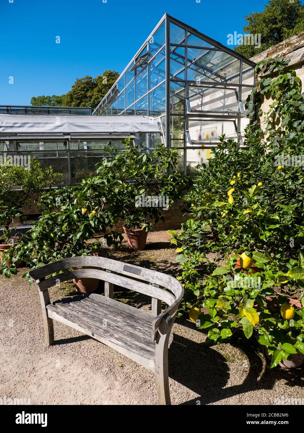 Lemon Tree, University of Oxford Botanical Gardens, Oxford, Oxfordshire, England, UK, GB. Stock Photo