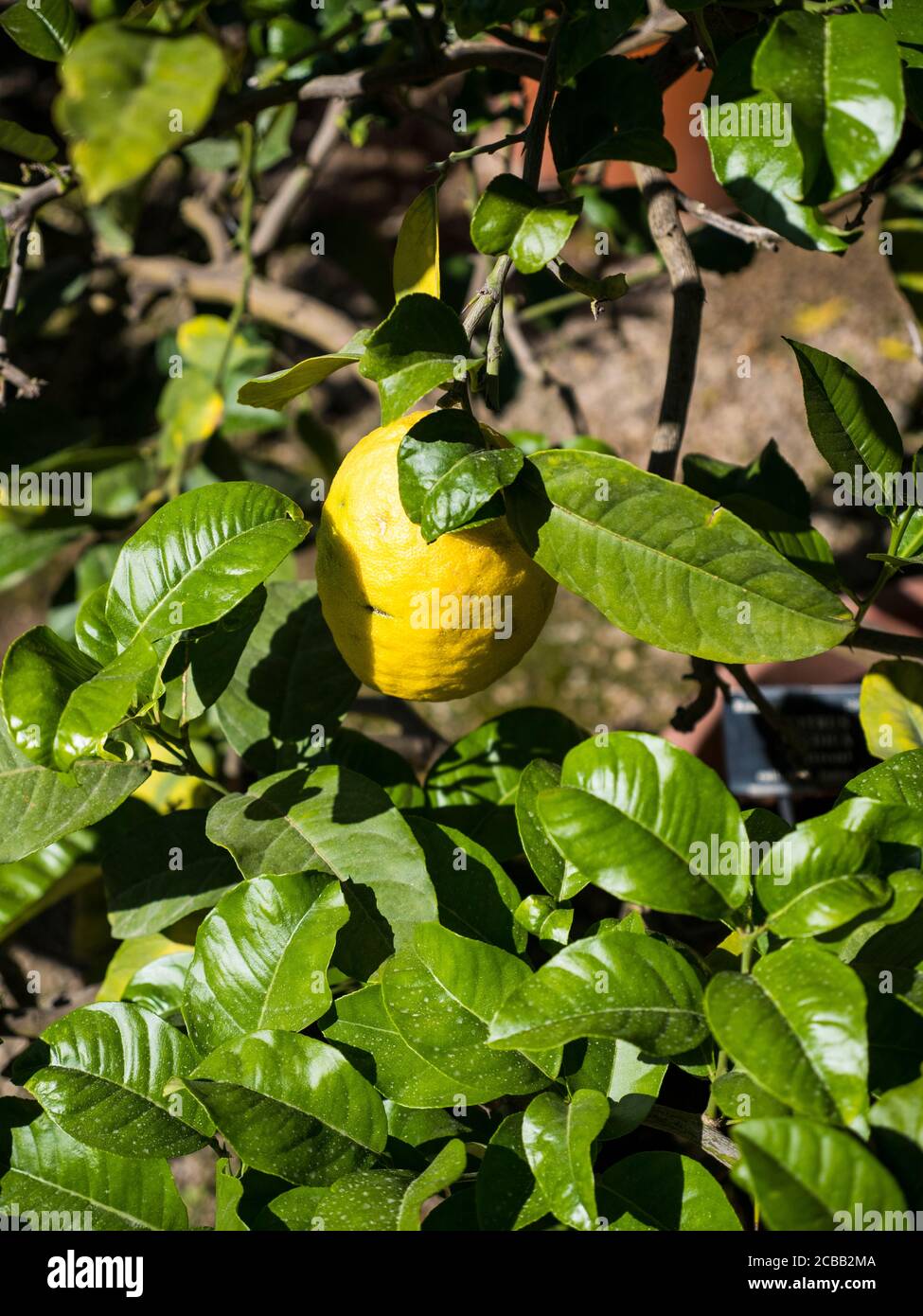 Lemon Tree, University of Oxford Botanical Gardens, Oxford, Oxfordshire, England, UK, GB. Stock Photo