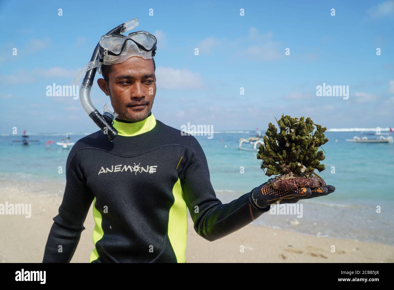 Badung, Bali, Indonesia. 12th Aug, 2020. A diver shows the coral before  transplantation process. Thousand of coral reefs successfully cultivated  since year 2011 in Pandawa Beach. Bali to make Pandawa Beach as