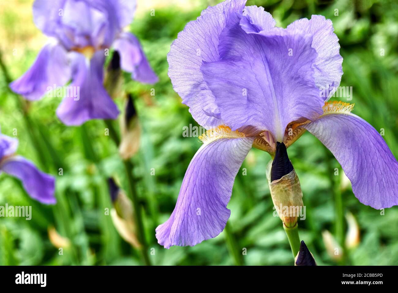 Closeup of purple Irises with yellow hearts blooming in a garden. The Iris is the largest genus of the Iridaceae family with up to 300 species. Stock Photo
