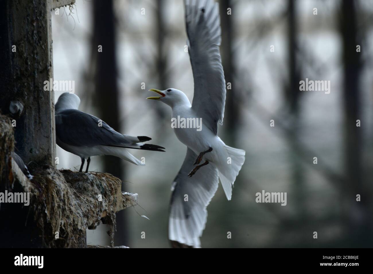 With wings outspread and beak wide open, a Kittiwake announces it's return to the nesting site built onto the pilings of the Mumbles Pier Stock Photo