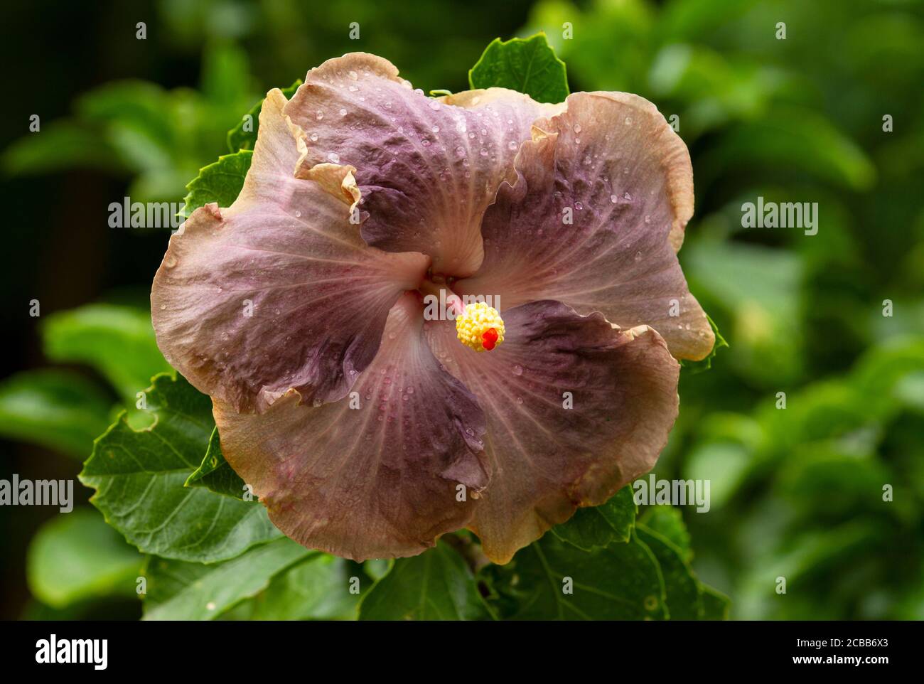 Brown hibiscus flower Stock Photo Alamy