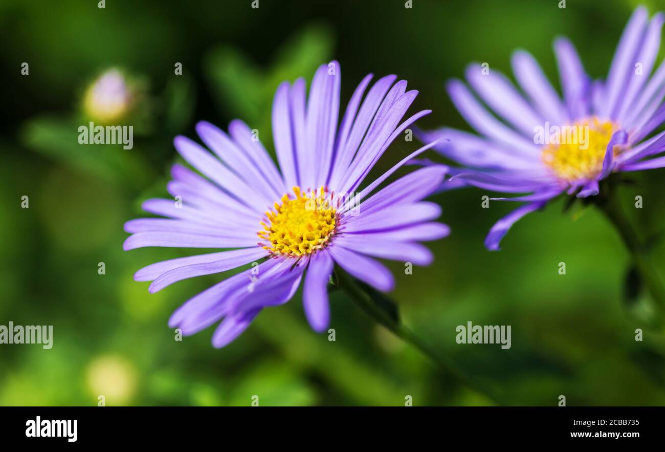 Delicate Pale Lilac Flowers of felicia amelloides Stock Photo