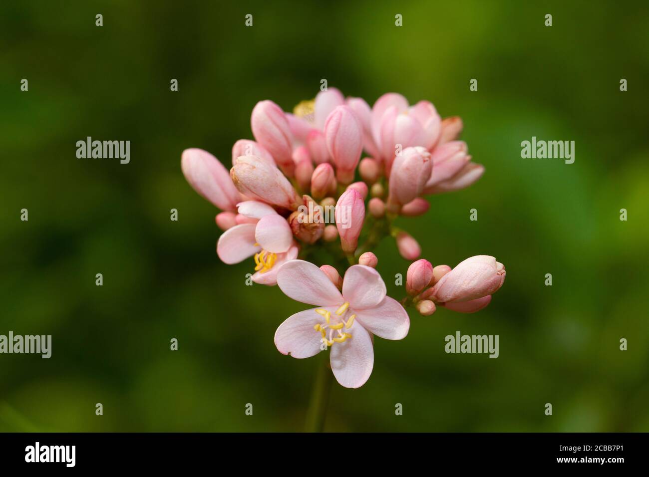 Close up image of pink jatropha integerrima flower Stock Photo