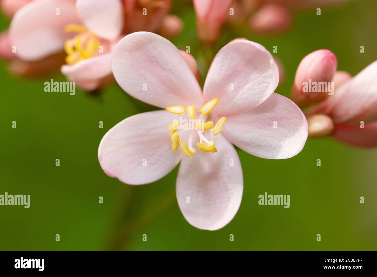 Close up image of pink jatropha integerrima flower Stock Photo