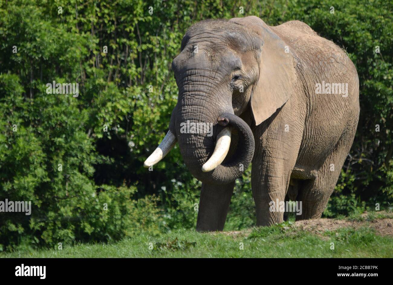 African Elephant Stock Photo