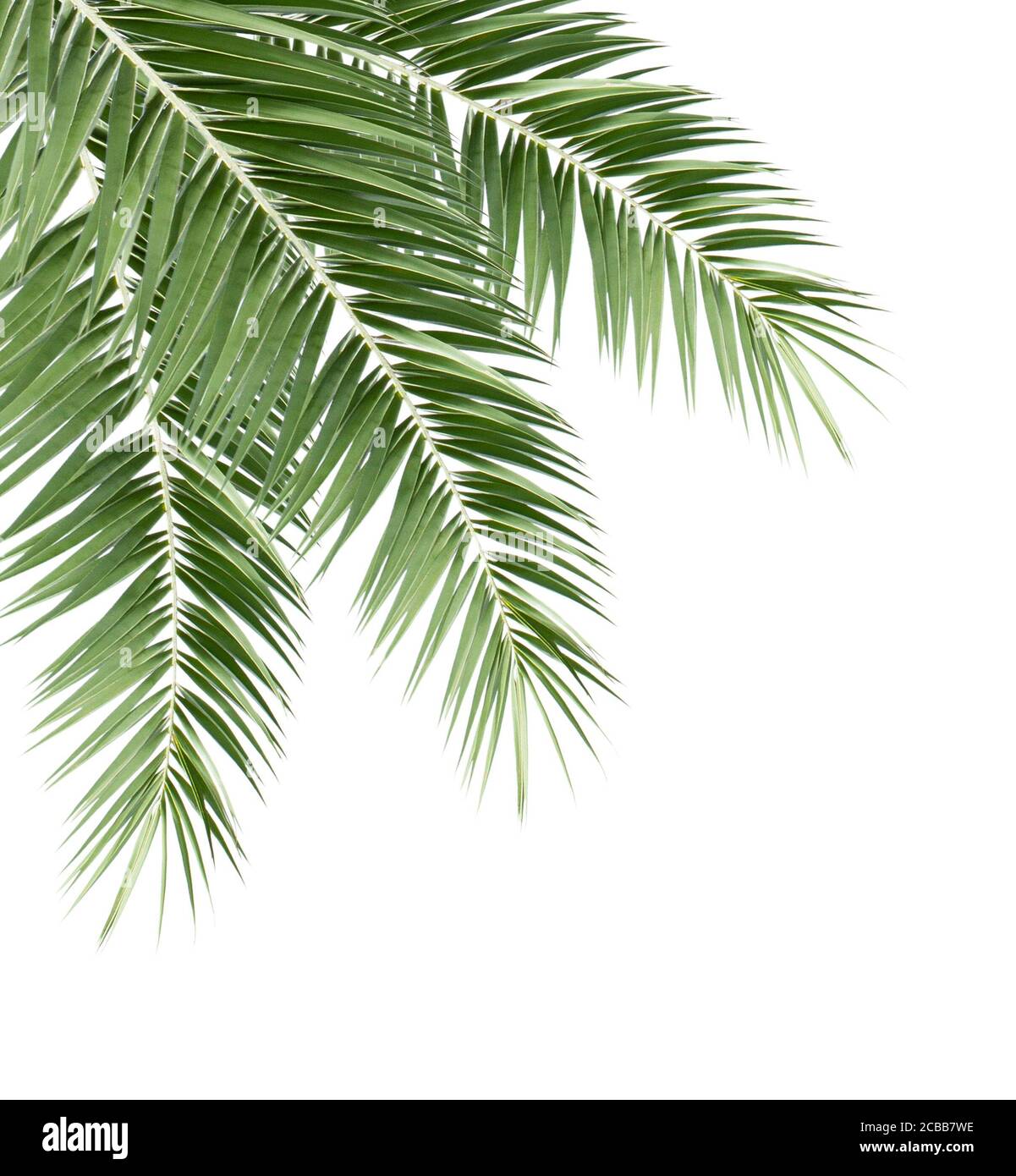 Green palm leaf isolated on white background Stock Photo - Alamy