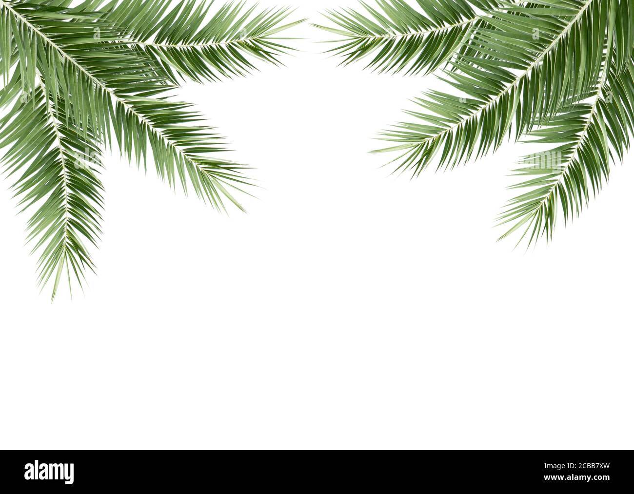 Green palm leaf isolated on white background Stock Photo - Alamy