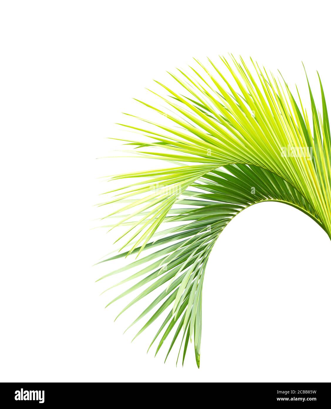 Green palm leaf isolated on white background Stock Photo - Alamy