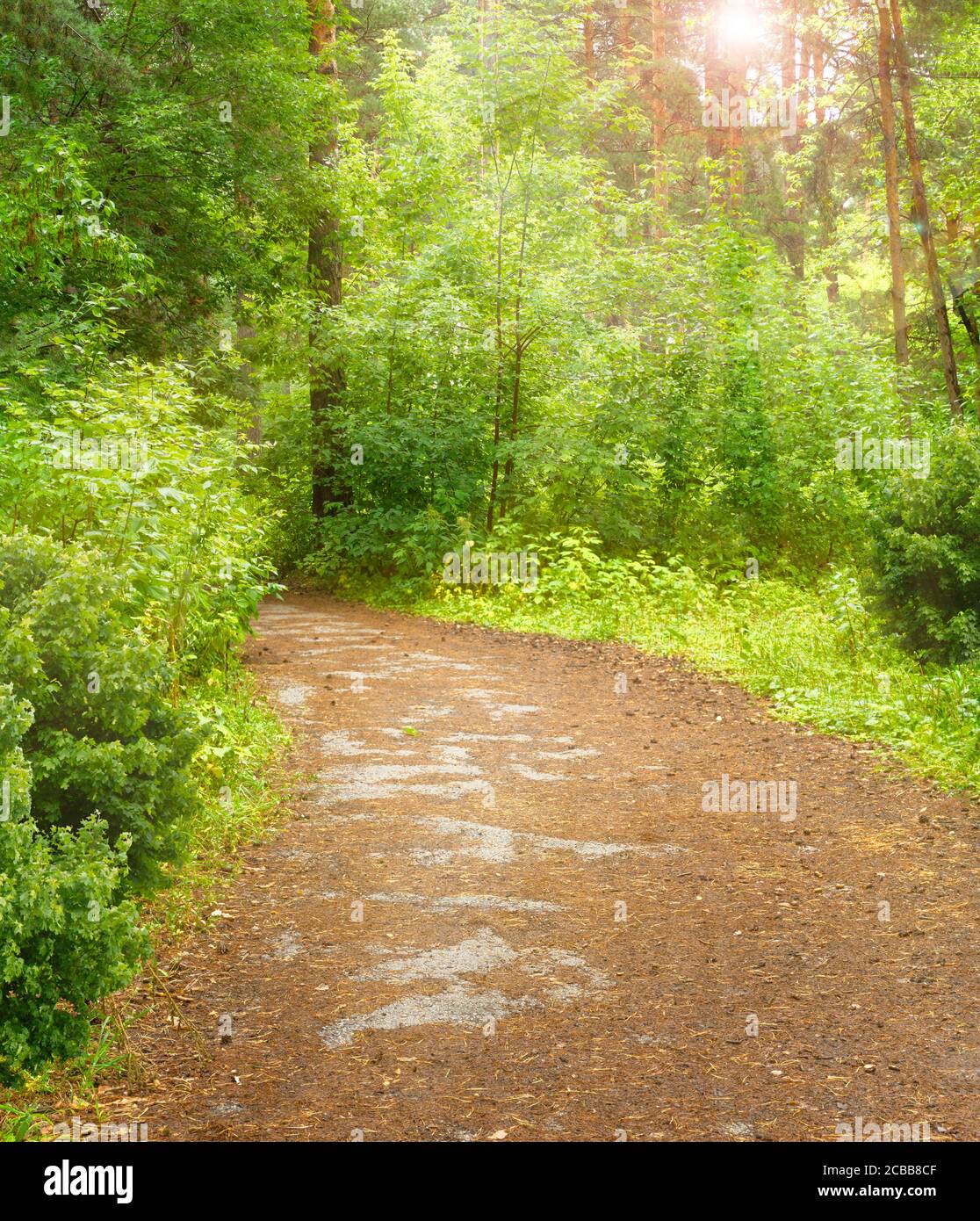 A path in the forest with the bright sun shining through the trees ...