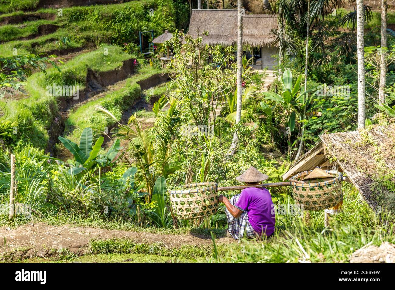 Tegallalang Rice Terrace, Bali, Indonesia Stock Photo - Alamy