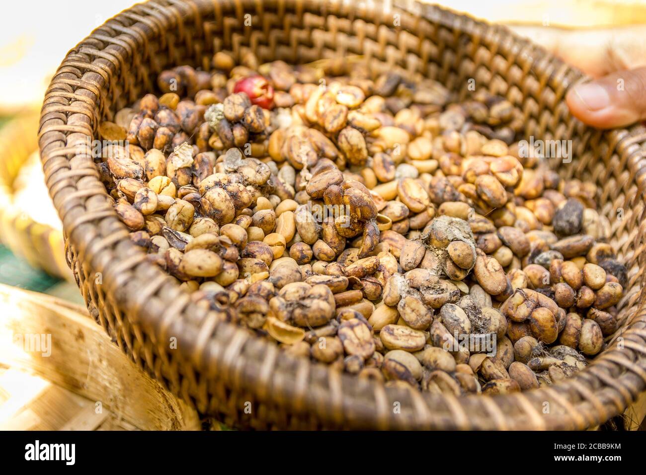 Many Balinese Luwak coffee beans Stock Photo